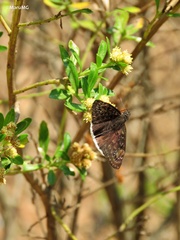 Erynnis tristis tatius