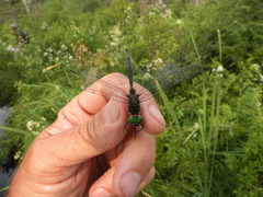 Somatochlora williamsoni