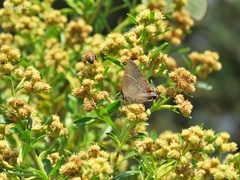 Parrhasius moctezuma