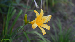 Hemerocallis hakuunensis