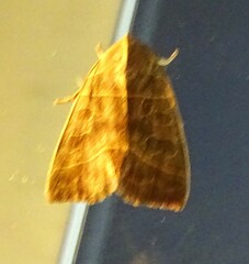 Ipimorpha pleonectusa