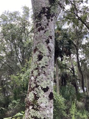 Enterolobium contortisiliquum