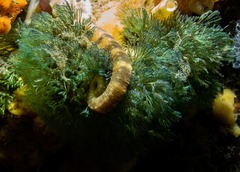 Virididentula dentata