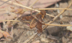 Paranthrax rufiventris