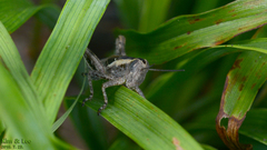 Shirakiacris shirakii