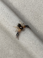 Xysticus texanus