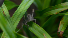 Shirakiacris shirakii