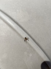 Xysticus texanus