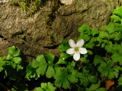 Ellisiophyllum pinnatum
