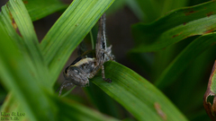 Shirakiacris shirakii