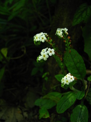 Trigonotis formosana