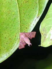 Targallodes vittalba