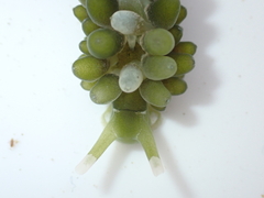 Sacoproteus smaragdinus