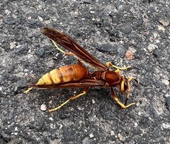 Polistes kaibabensis