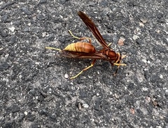 Polistes kaibabensis