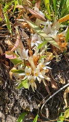 Aphyllon californicum grayanum