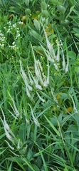 Veronicastrum virginicum