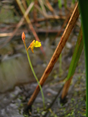 Utricularia bifida