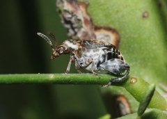 Penthobruchus germaini