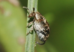 Penthobruchus germaini