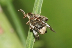 Penthobruchus germaini