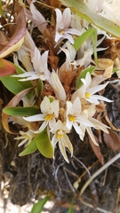 Aphyllon californicum grayanum