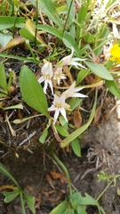 Aphyllon californicum grayanum