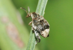 Penthobruchus germaini