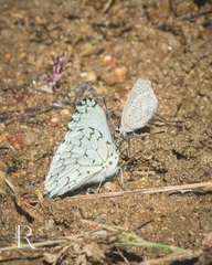 Hesperocharis erota