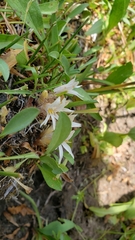 Aphyllon californicum grayanum