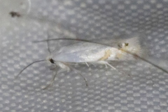 Paraleucoptera albella