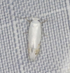 Paraleucoptera albella