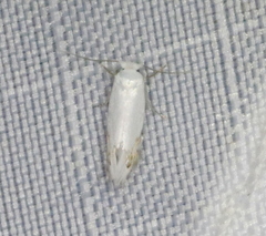 Paraleucoptera albella