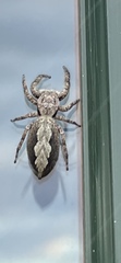 Platycryptus
