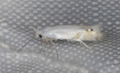 Paraleucoptera albella