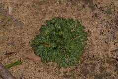 Stylidium maitlandianum