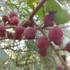 Guarea macrophylla