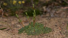 Stylidium maitlandianum