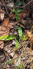 Orchidaceae