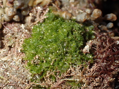 Microdictyon mutabile