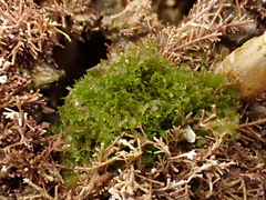 Microdictyon mutabile