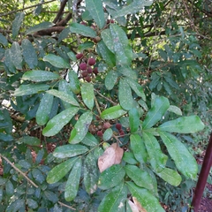 Guarea macrophylla