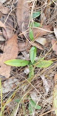 Orchidaceae