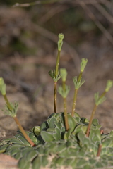 Stylidium maitlandianum