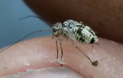 Metylophorus