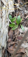 Orchidaceae