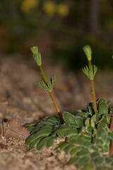 Stylidium maitlandianum