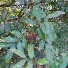 Guarea macrophylla