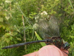 Somatochlora williamsoni