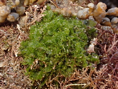 Microdictyon mutabile